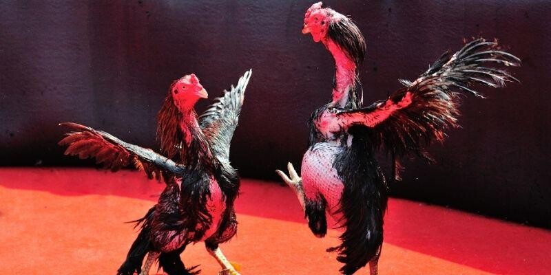 Chơi đá gà cực chiến rinh thưởng khủng